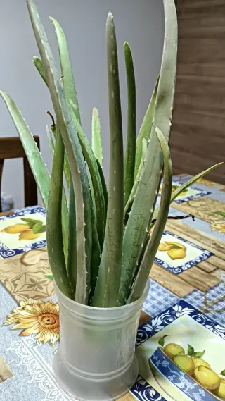 Pianta Aloe Vera pronta a radicare