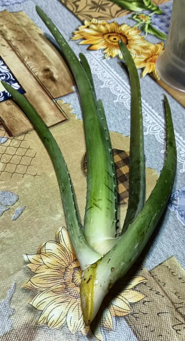 Pianta Aloe Vera pronta a radicare