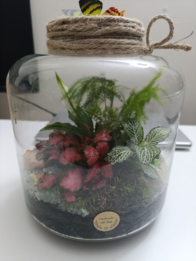 Terrario autosuficiente plantas vivas