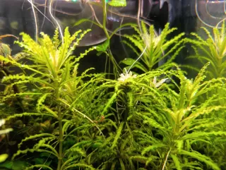 Planta acuática Pogostemon helferi
