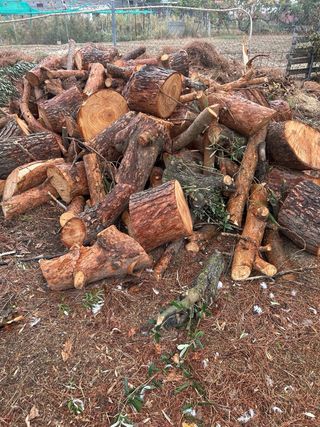 Leña de pino cortada