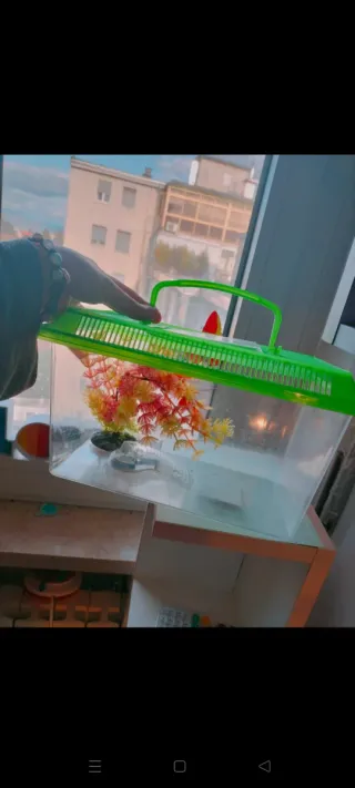 Acquario piccolo con decorazione
