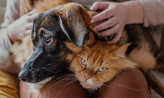 Cuidadora de todo tipo de animales