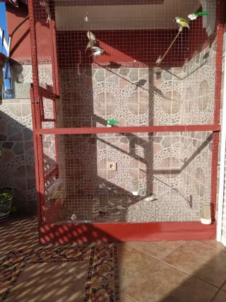 Voladero para pájaros grande
Con todo incluido 