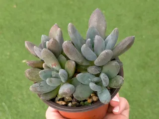 Pachyphytum Blue Mist.