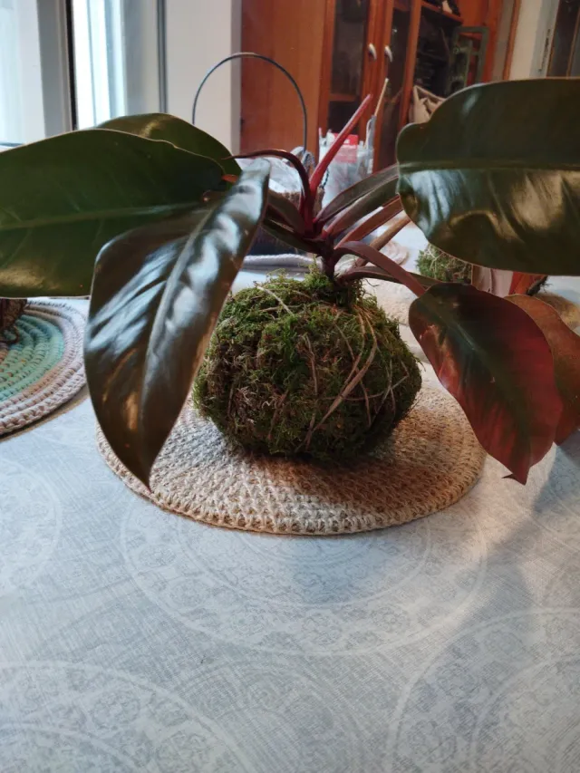 Kokedama Philodendron Mostrera