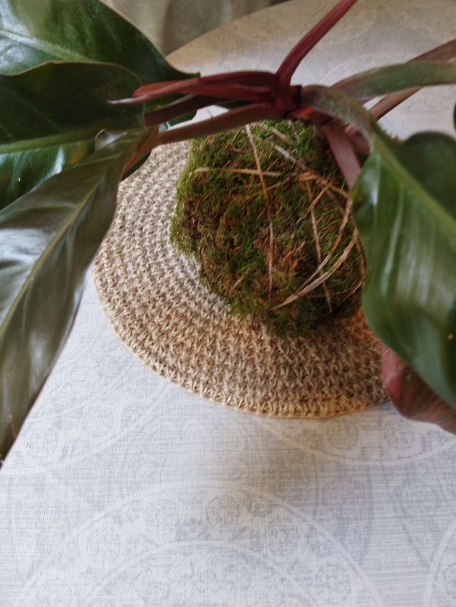 Kokedama Philodendron Mostrera