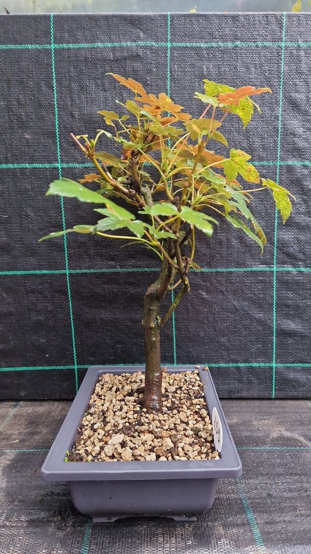 Bonsai di Acero Montano 155