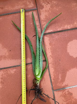 Pianta di Aloe Vera con radici