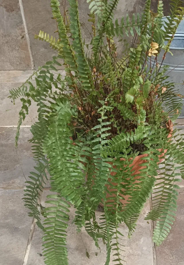 Planta helecho en maceta de plástico