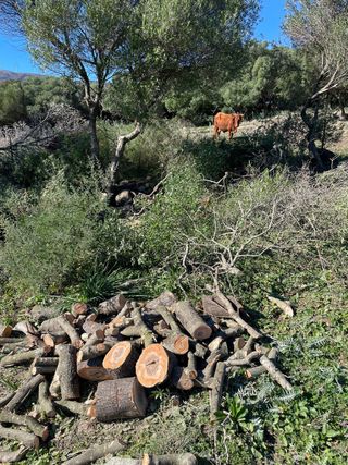 Leña de chaparro para chimeneas