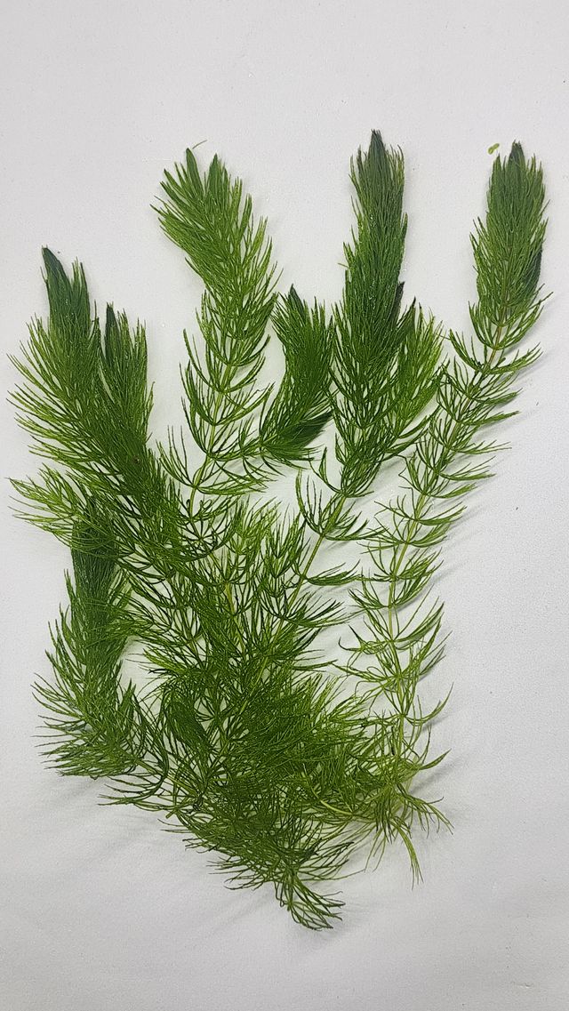 Cola de Zorro - Lote 3 Plantas (Acuario, estanque)