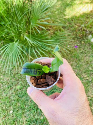 Phalaenopsis equestris samar