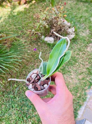 Phalaenopsis equestris