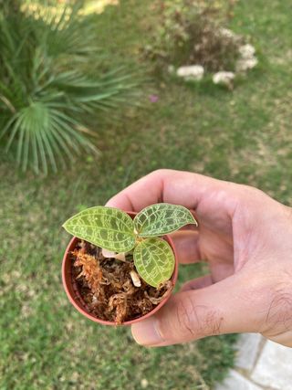 Macodes petola