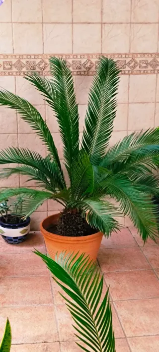 ••OFERTA••PALMERA CYCA••