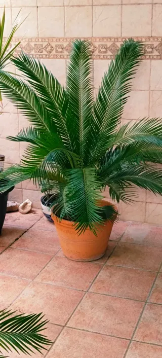 ••OFERTA••PALMERA CYCA••