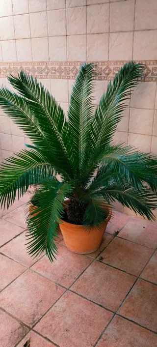 ••OFERTA••PALMERA CYCA••