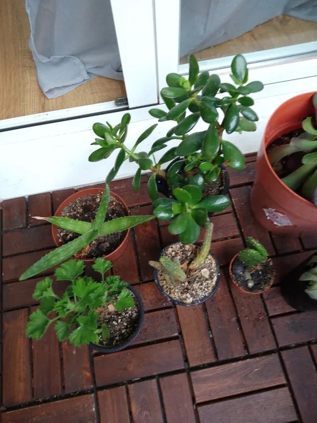 Lote de plantas y suculentas