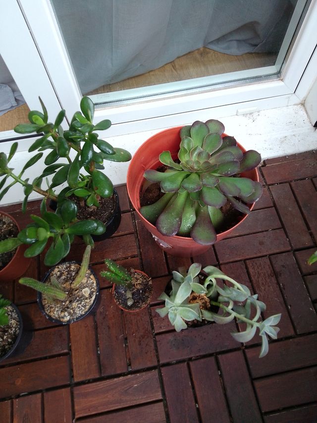 Lote de plantas y suculentas