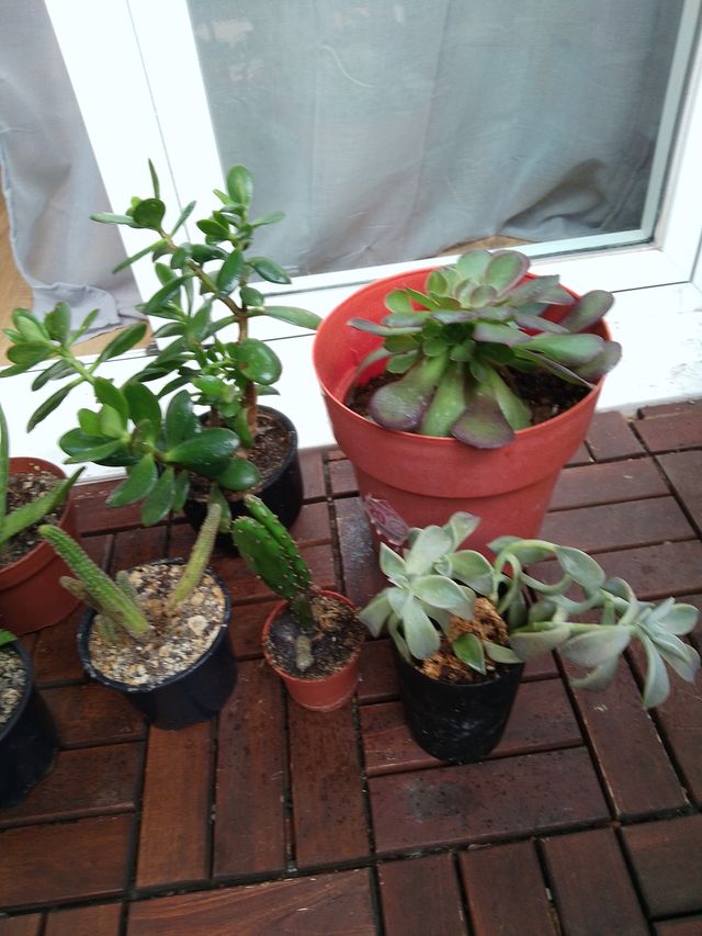 Lote de plantas y suculentas