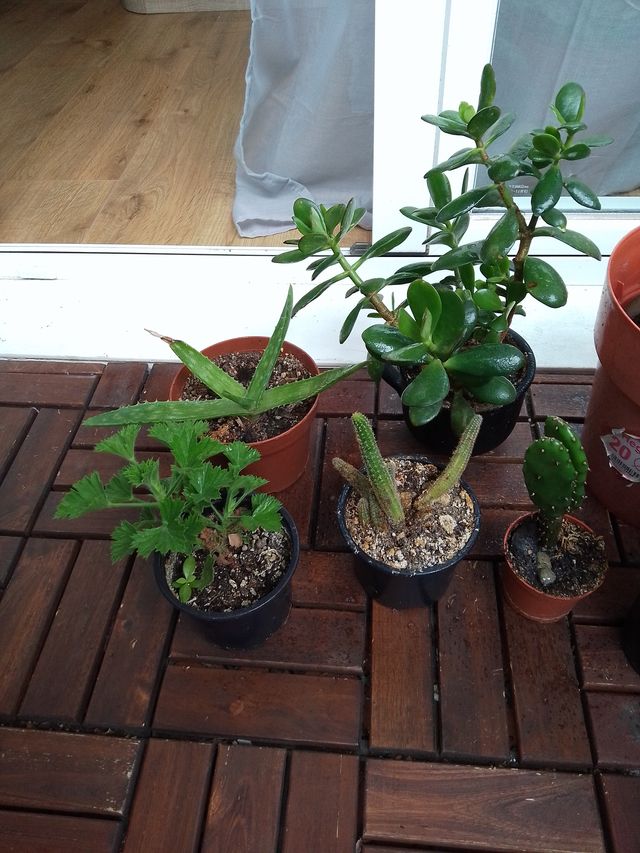 Lote de plantas y suculentas