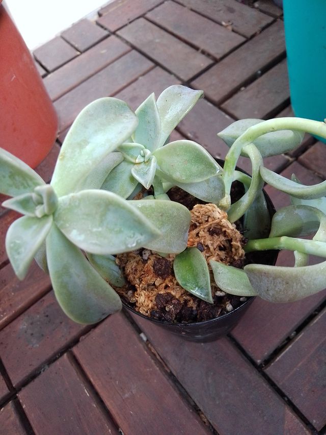 Lote de plantas y suculentas