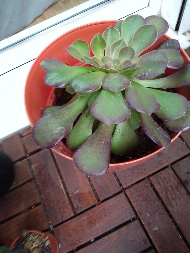 Lote de plantas y suculentas