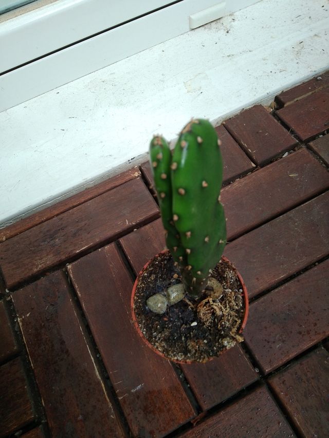 Lote de plantas y suculentas