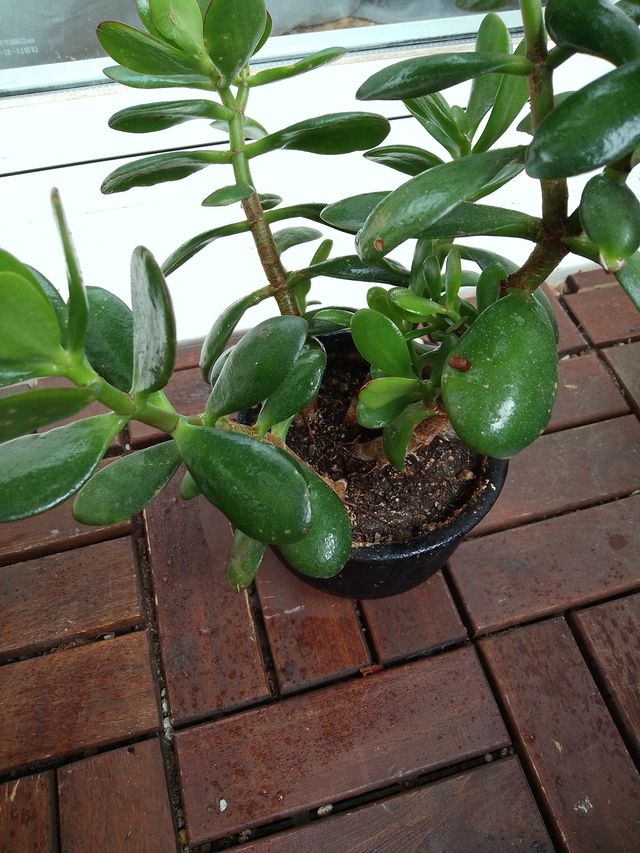 Lote de plantas y suculentas