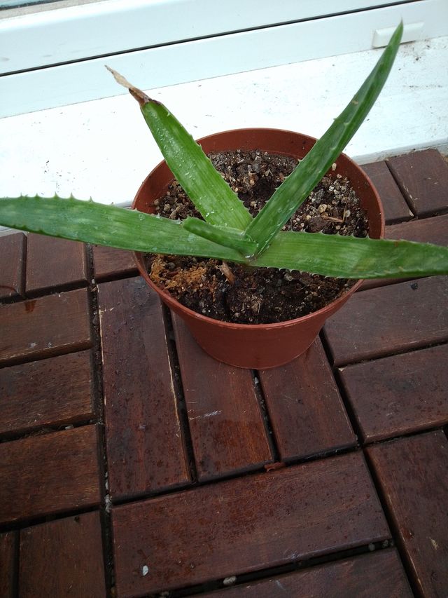 Lote de plantas y suculentas