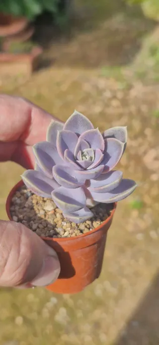Echeveria Perle Von Numberg