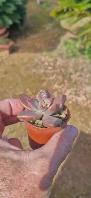 Echeveria Bronze