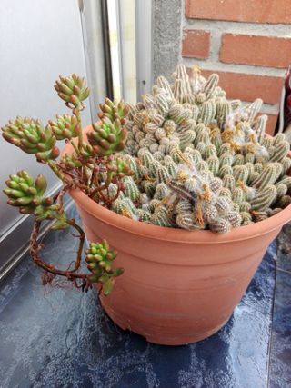 Tres cactus colgantes
