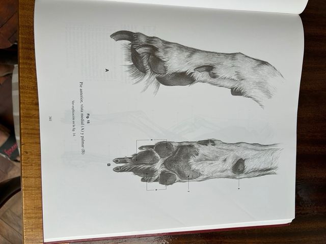 Escuela de Dibujo de Anatomía – Humana · Animal