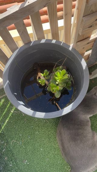 Macetero grande gris de plástico