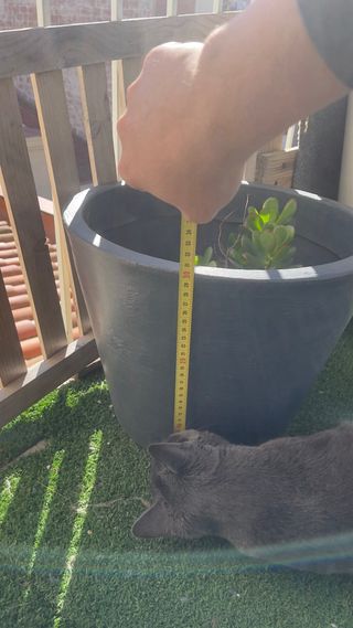 Macetero grande gris de plástico