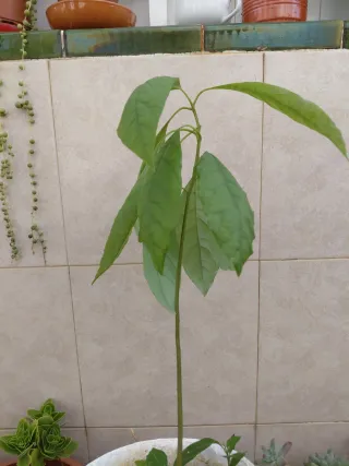 Planta de Aguacate Joven