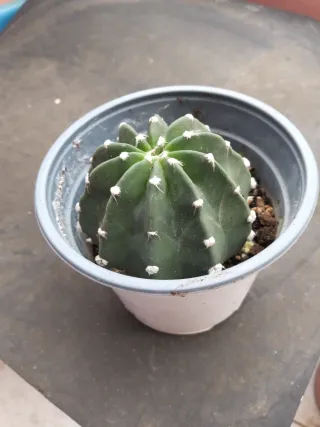 Planta Cactus en Maceta