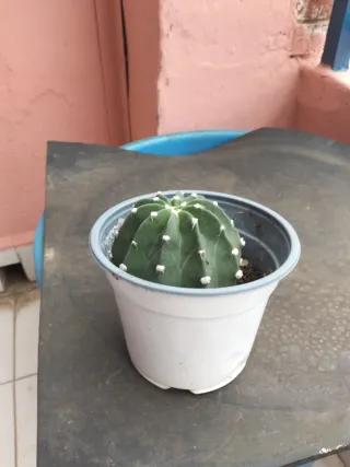 Planta Cactus en Maceta