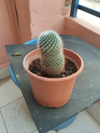 Planta Cactus en Maceta