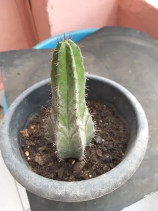 Planta cactus en maceta