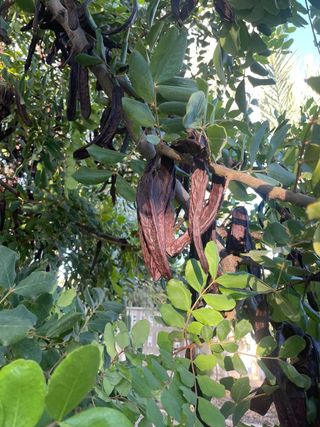 Algarrobas secas para consumo o decoración