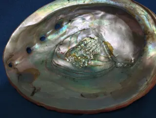 Conchas de Abulón Grandes