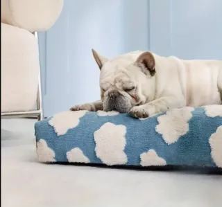 Cama perro protección espinal T 75 x 51 x 10 cm