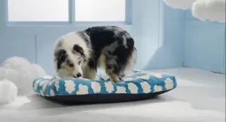 Cama perro protección espinal T 75 x 51 x 10 cm