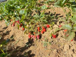 Plantas de fresa Albión