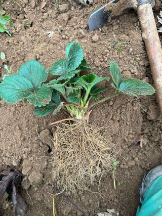 Plantas de fresa Albión