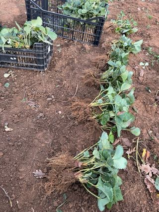 Plantas de fresa Albión