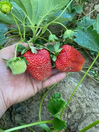 Plantas de fresa Albión